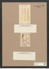 Pleurosigma sp. (de-Toni-Nr.: Genus 17 ?, Species 1153 ?) Zeichnungen Sammlung Grunow Nr. 2154 (NHMW-BOT-W0369205)